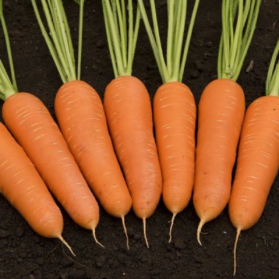 Морковь Кантон F1 (100 000шт) фр.1,8-2,0 ВЕ