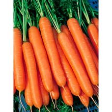 Морковь Нанте 10г з/п ПП