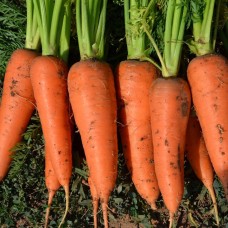 Морковь СВ 7381 F1 фр 1,6-1,8 500шт з/п S