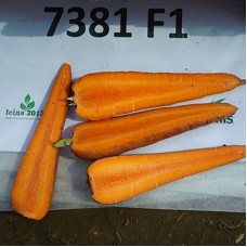 Морковь СВ 7381 F1 фр 1,6-1,8 500шт з/п S