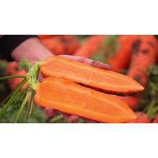 Морковь СВ 7381 F1 фр 1,6-1,8 5000шт з/п S