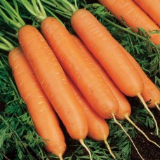 Морковь Юкон F1 10,3 г 500шт з/п ранн. S&G