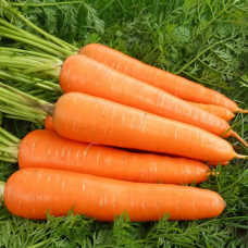 Морковь Витаминная 6 10г з/п РС