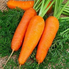 Морковь Шантенэ Роял (имп) в кг сред. ПП