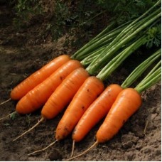 Морковь Каскад F1  0,5г Мировые Семена VITA GREEN
