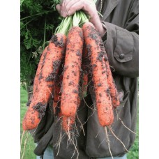 Морковь Самсон 1г (BE) Мировые Семена VITA GREEN