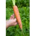 Морковь Балтимор F1  0,5г Мировые Семена VITA GREEN