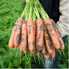 Морковь Балтимор F1  0,5г Мировые Семена VITA GREEN