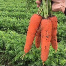 Морковь Аурантина F1  0,5г Мировые Семена VITA GREEN