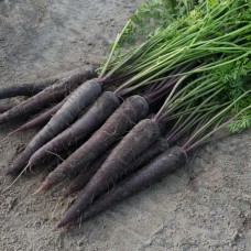 Морковь Перпл Сан (100 000шт) фиол.1,8-2,0 BE
