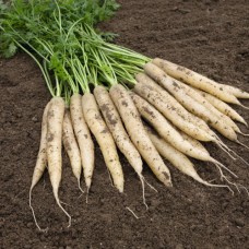 Морковь Вайт Сатин (100 000шт) фиол.1,8-2,0 BE