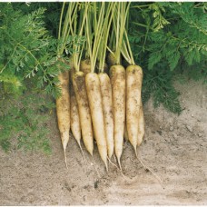 Морковь Вайт Сатин (100 000шт) фр.1,8-2,0 BE